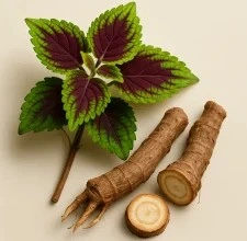 Glycotide™ Coleus Forskohlii Root Extract